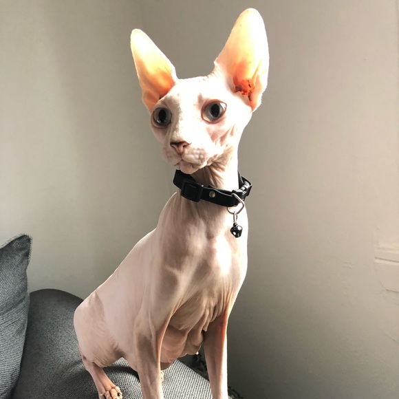 Meet your Posher, Cassie - Picture 1 of 2